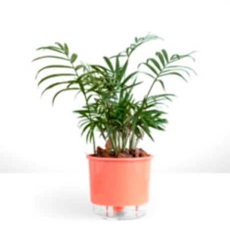 VASO RAIZ AUTOIRRIGAVEL 03 CORAL