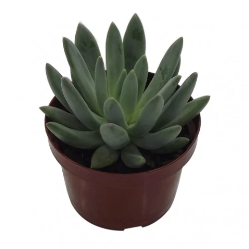 PLANTA SUCULENTAS P09