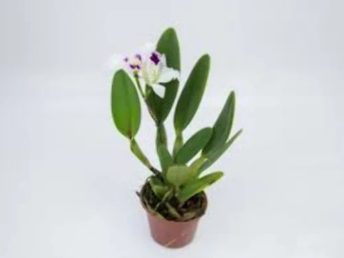 FLOR ORQUIDEA CATTLEYA 1 FLOR