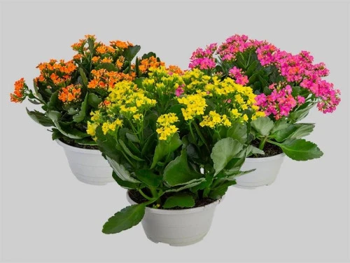 KALANCHOE DOBRADO C21
