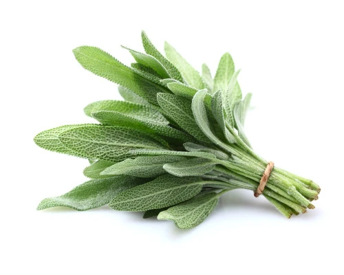 SALVIA NOSSA CASA MC