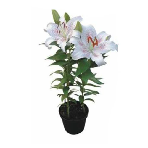 FLOR LIRIO BRANCO P16