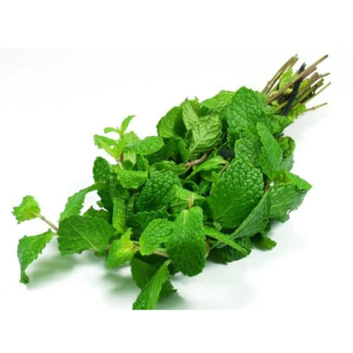 HORTELÃ ORGÂNICO 01 UNIDADE VIDA NATURAL