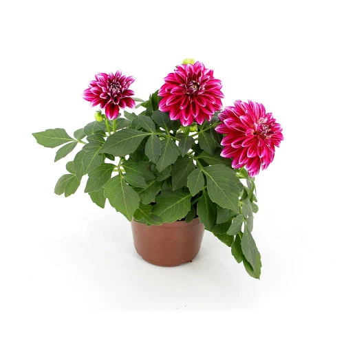 VASO DALIA P13