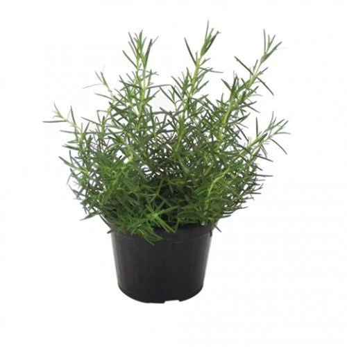 PLANTA ERVAS AROMATICAS PT11