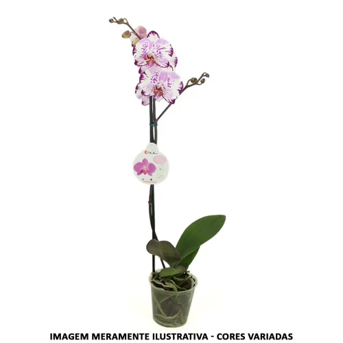 VASO ORQUIDEA PHALEANOPSIS P12