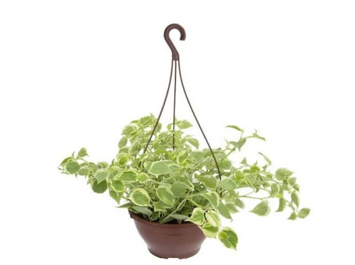 PEPERONIA MELANCIA C 21