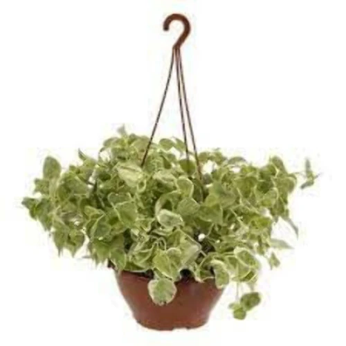 VASO PEPEROMIA SCANDEN C21