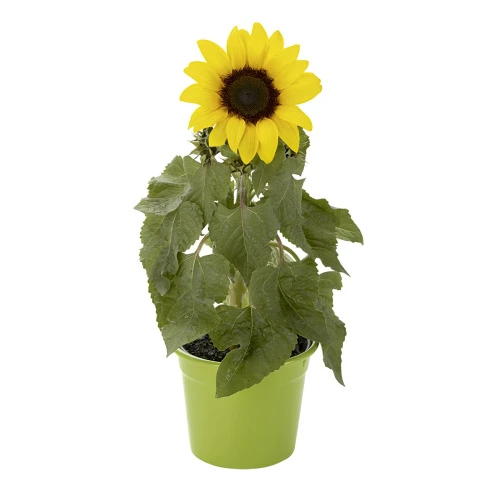 FLOR GIRASSOL POTE 14