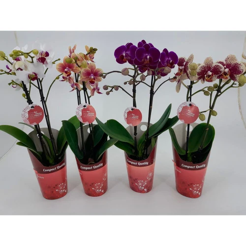 VASO ORQUÍDEA PHALAENOPSIS MINI P09