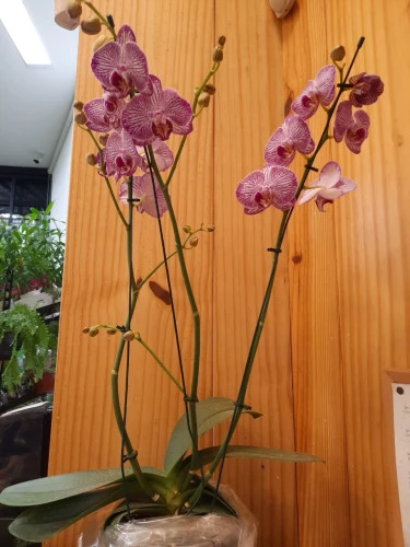 PHALAENOPSIS PT15 3 HT
