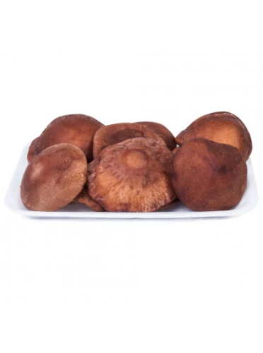 COGUMELO SHITAKE CEASTA