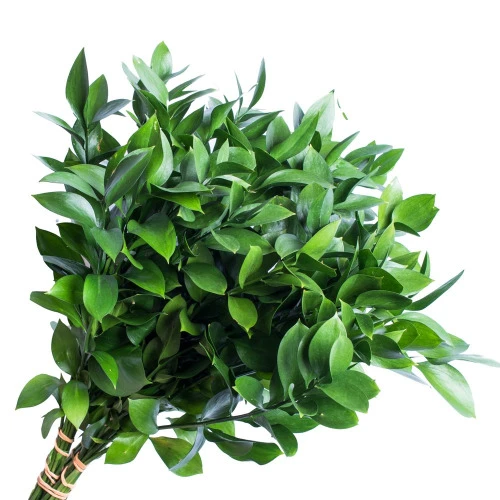 FOLHAGEM RUSCUS