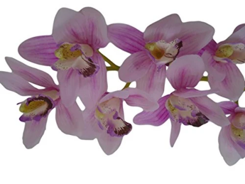 PLANTA CYMBIDIUM MAXI FC