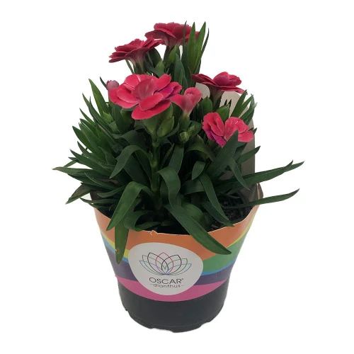 VASO DIANTHUS DOBRADO P11